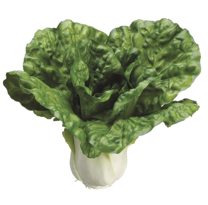 Green Cabbage Head