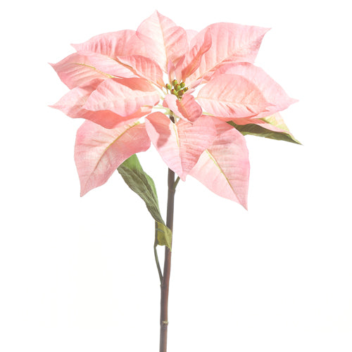 Stem 24.5" Pink Poinsettia