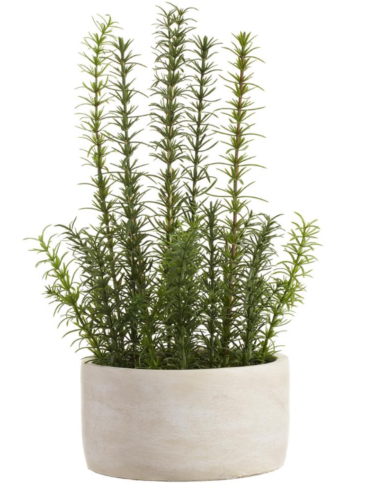 17" Green Rosemary in Cement Pot