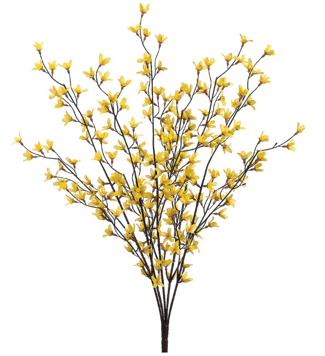 27" Yellow Forsythia Bush