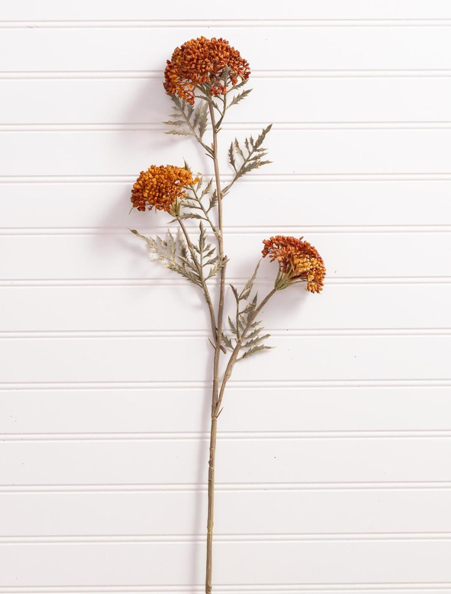 Ozothamnus Tan