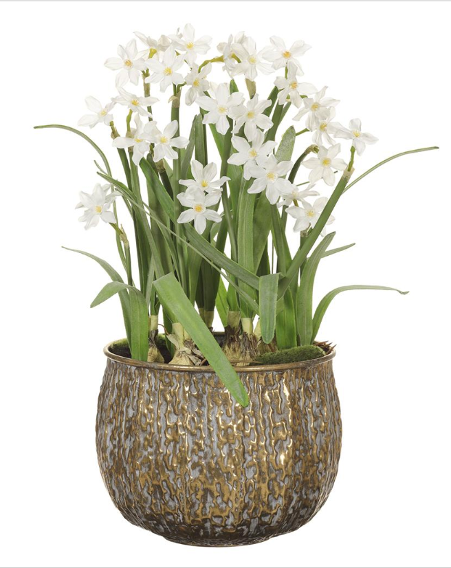 Narcissus in Metal Planter