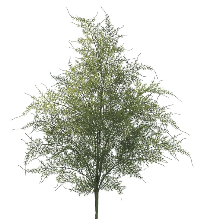 Green Asparagus Fern Bush Stem