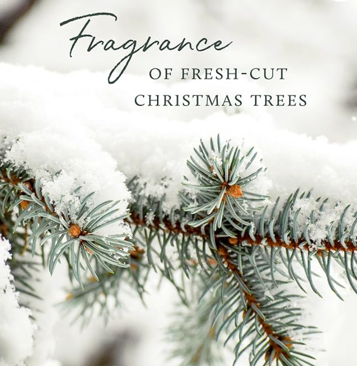 Frasier Fir Car Diffuser Kit