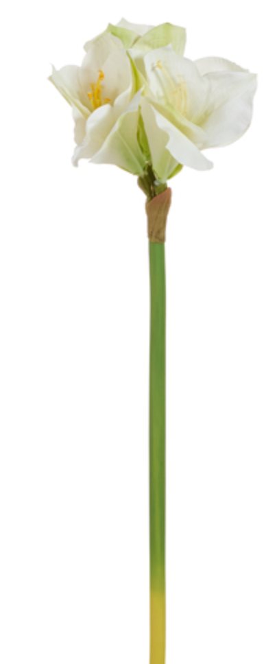 White Amaryllis Stem 23"