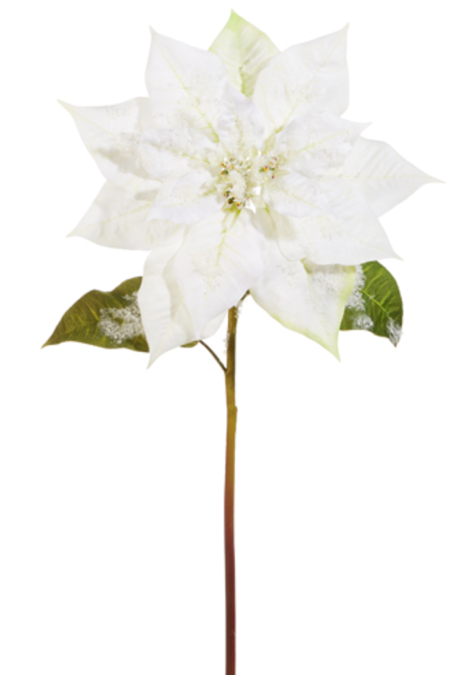 White Iced Poinsettia Stem 26.5"