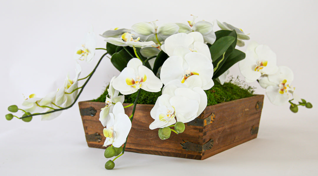 Table Top Orchid in Wood Box