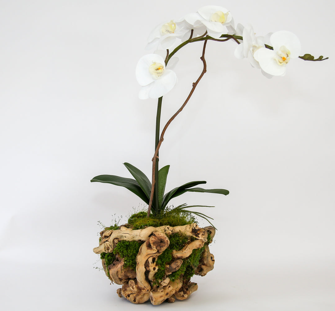 8" Orchid in Grape Wood Basket