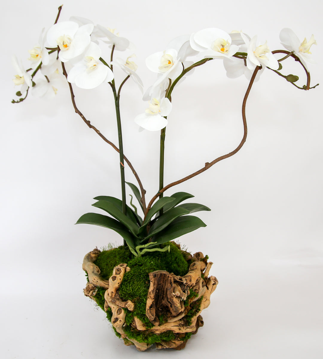 Double 8" Orchid in Grape Wood Basket