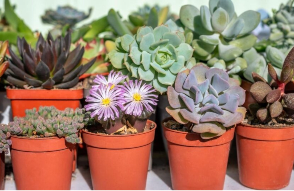 Succulant