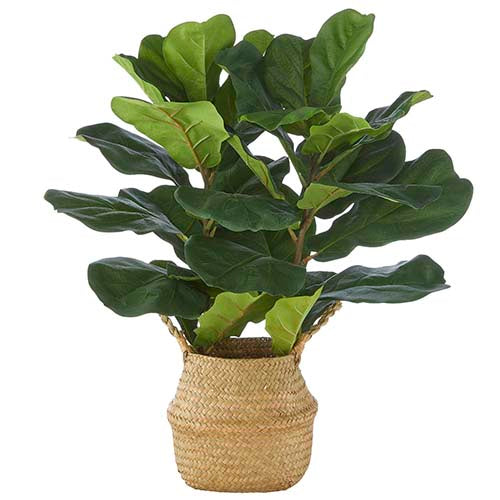 28" Fiddle Leaf Fig Plant in Basket