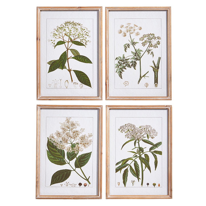 18" Botanical Framed Art