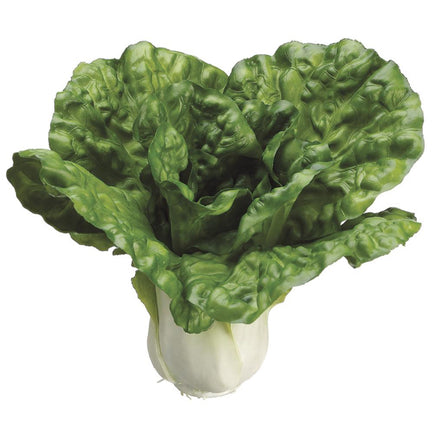 Green Cabbage Head