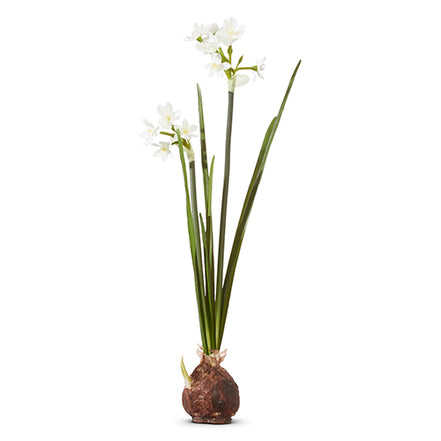 Narcissus Bulb 18"