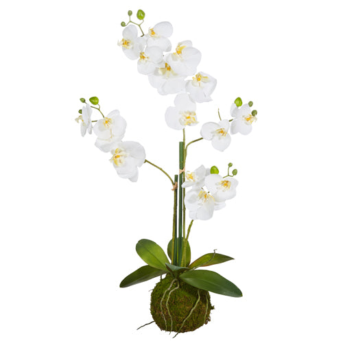 32" White Orchid with Moss Ball