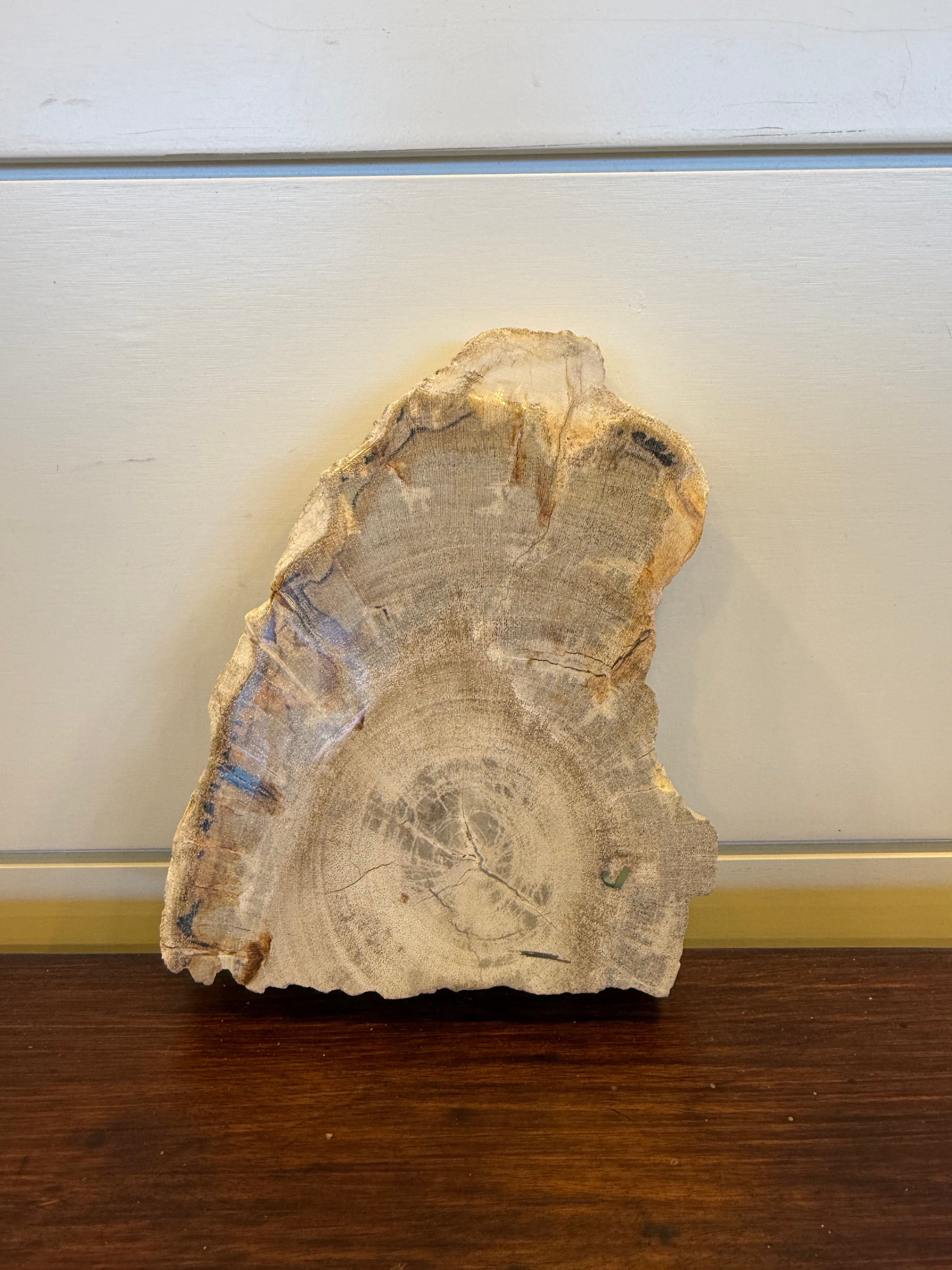 Coaster Petrified Wood