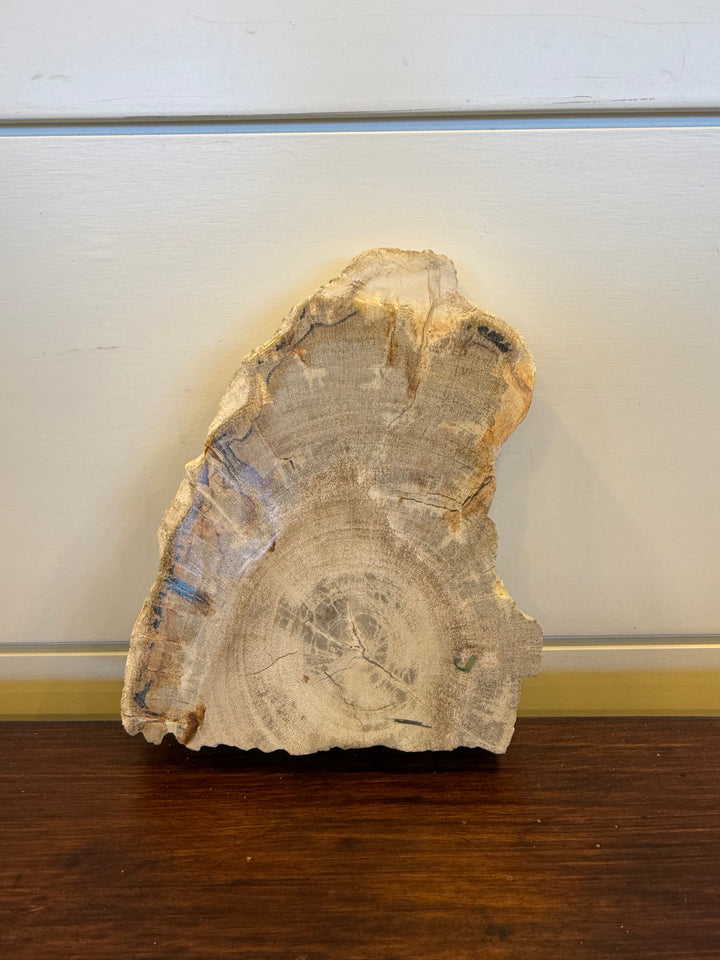 Coaster Petrified Wood