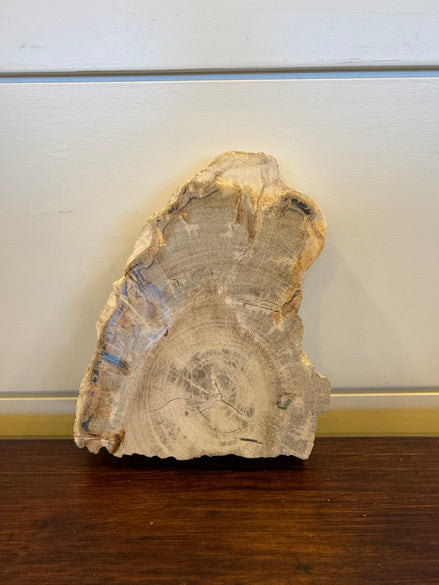 Coaster Petrified Wood