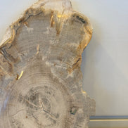 Coaster Petrified Wood