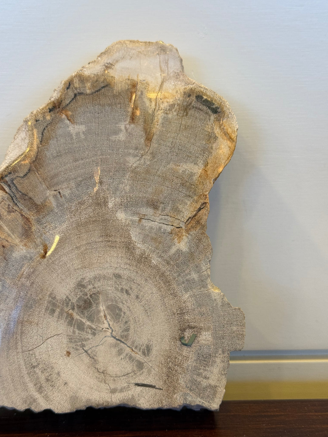 Coaster Petrified Wood