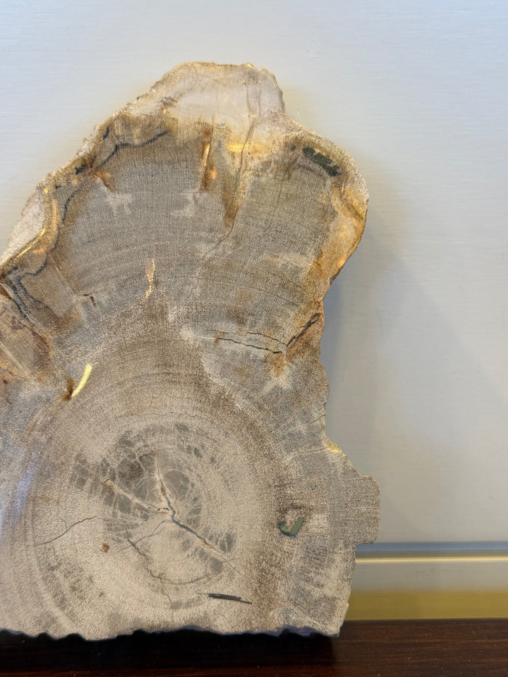 Coaster Petrified Wood