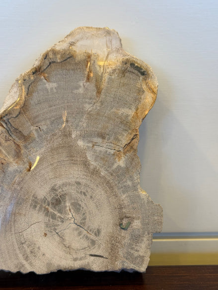 Coaster Petrified Wood