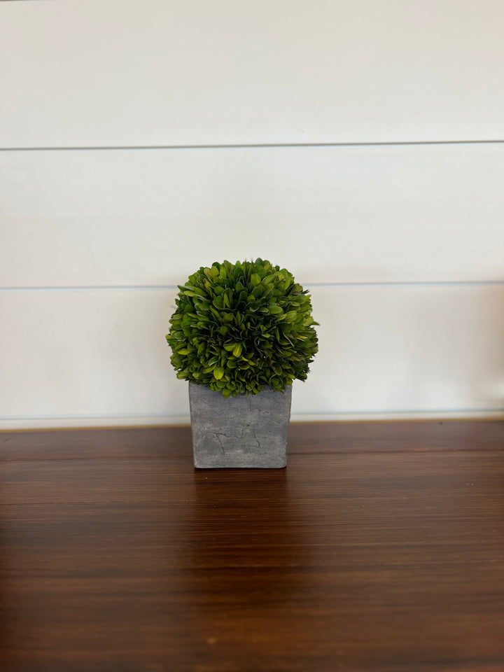 Preserved Boxwood w/ Concrete Base