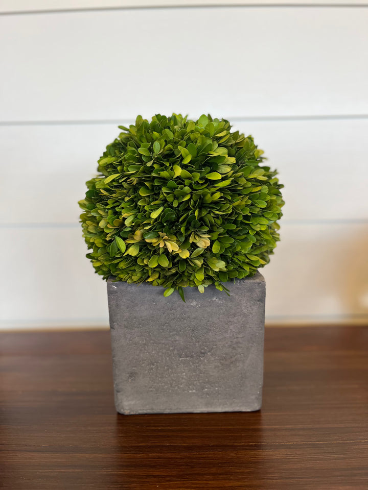 Preserved Boxwood w/ Concrete Base