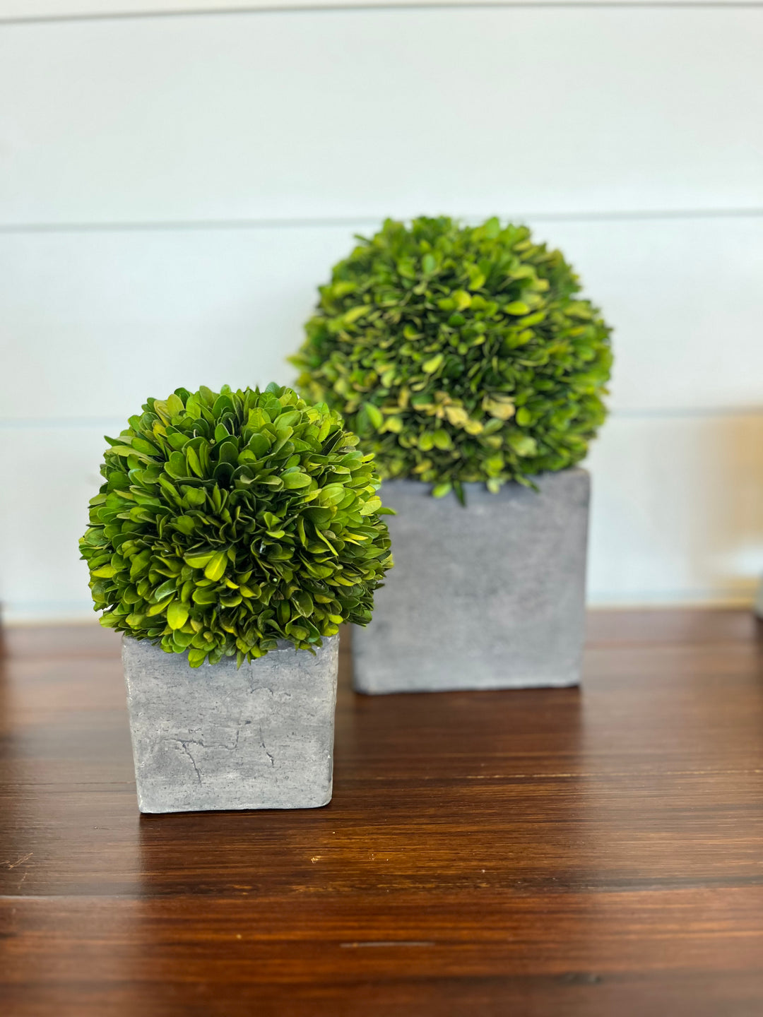 Preserved Boxwood w/ Concrete Base