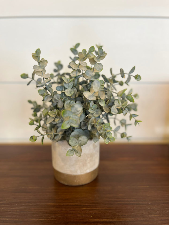 Eucalyptus Plant in Pot