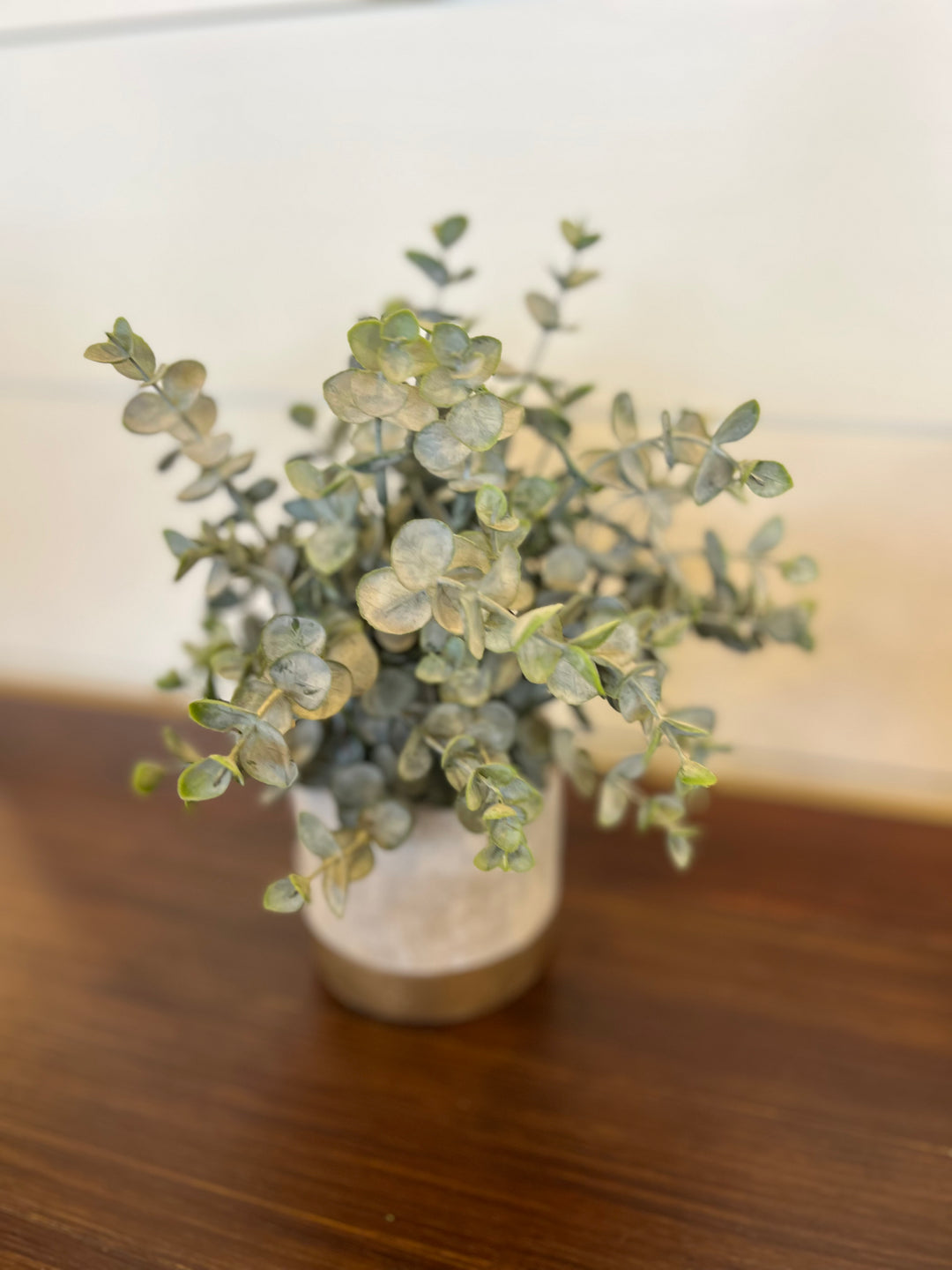 Eucalyptus Plant in Pot