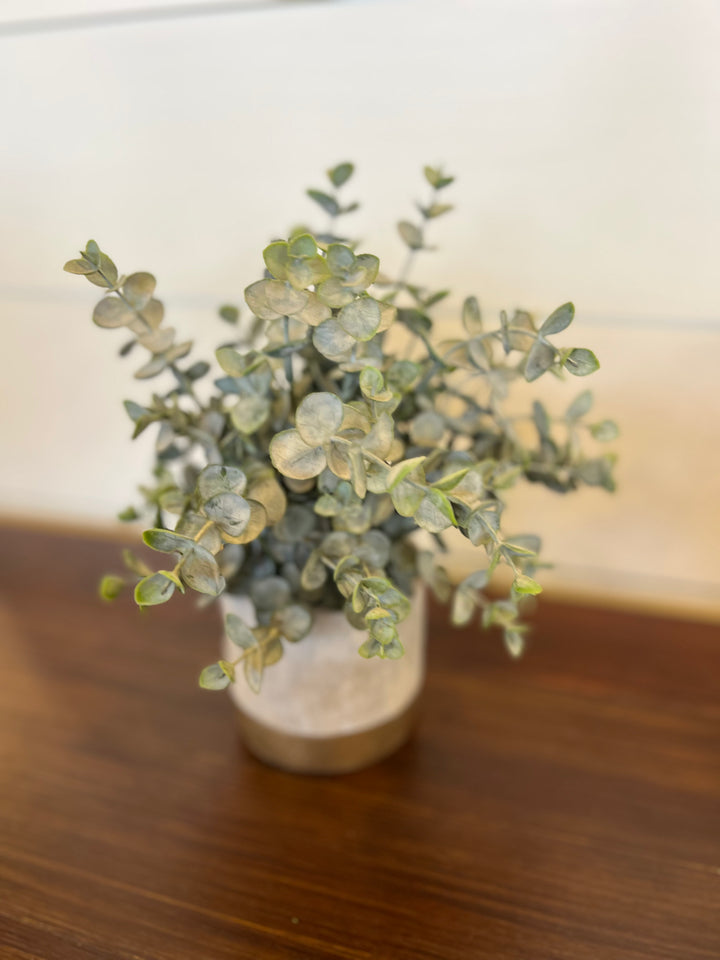 Eucalyptus Plant in Pot