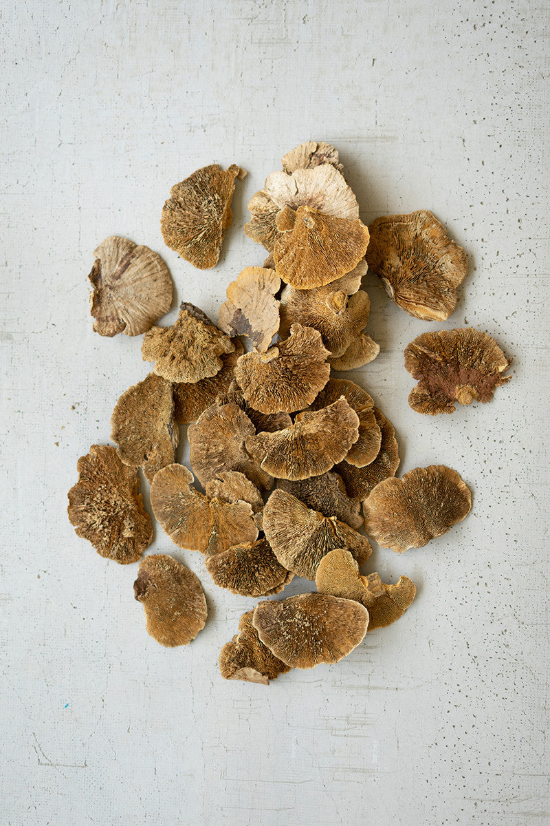 Bag of Dried Sponge Mushrooms