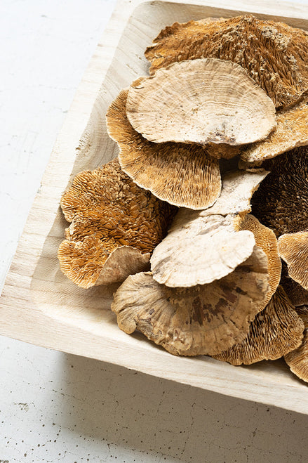 Bag of Dried Sponge Mushrooms