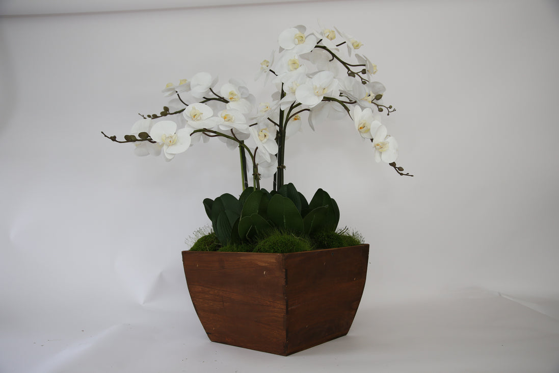 Orchid in Rice Bucket