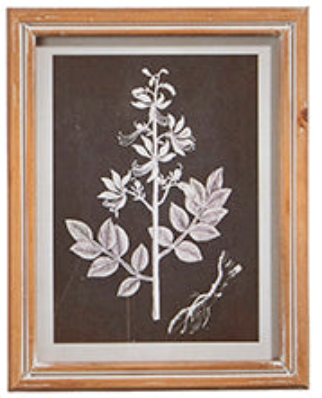 Botanical Floral Framed Print