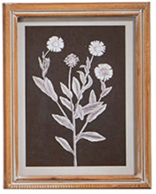 Botanical Floral Framed Print