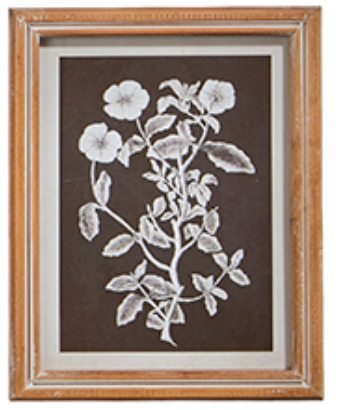 Botanical Floral Framed Print