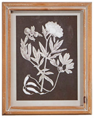 Botanical Floral Framed Print