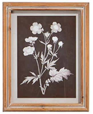 Botanical Floral Framed Print