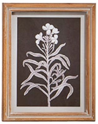 Botanical Floral Framed Print