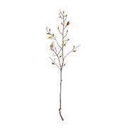 Magnolia Budding Branch