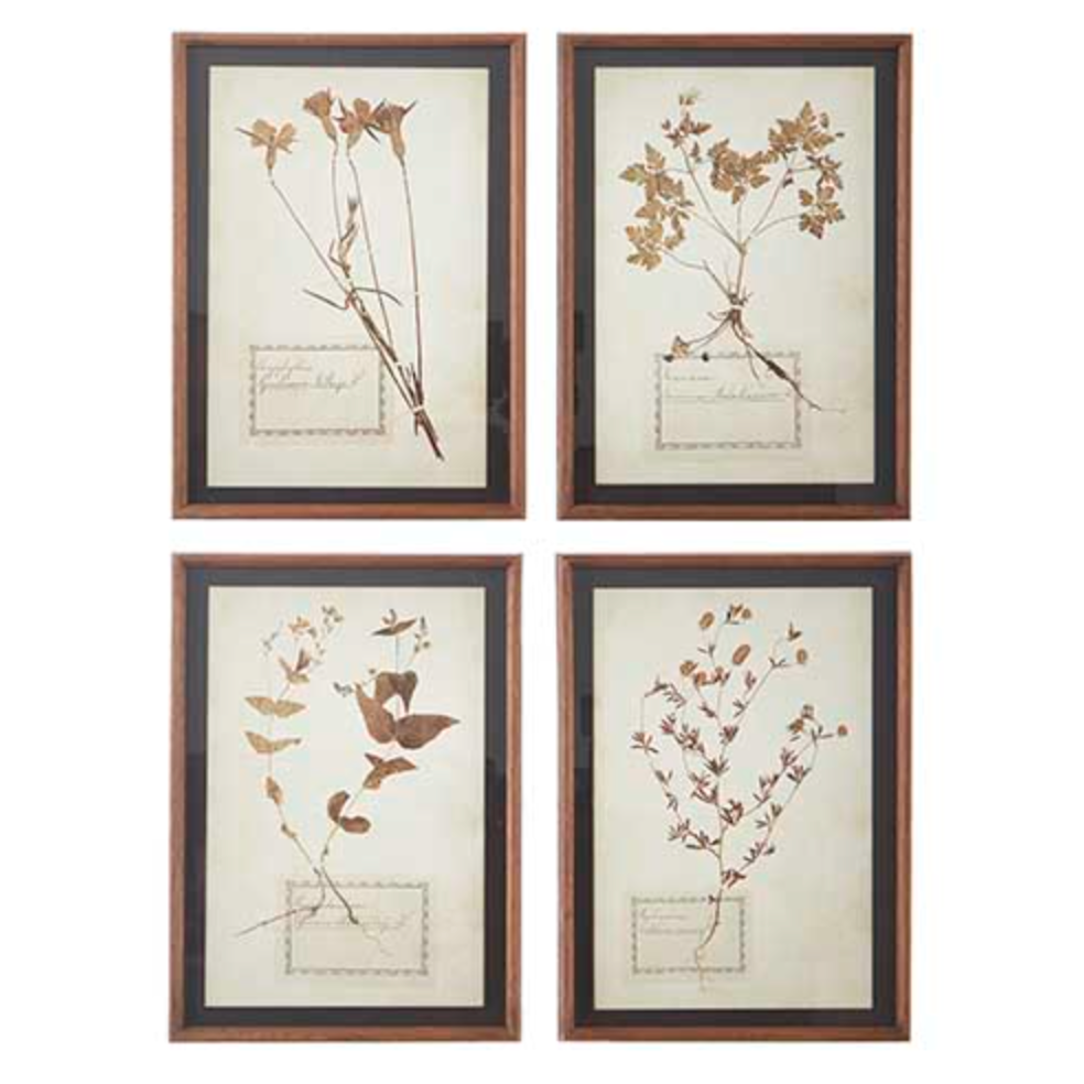 Botanical Framed Print