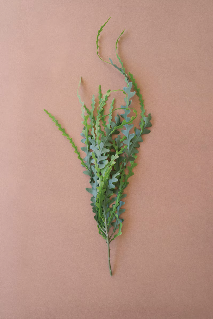 Fern Stem