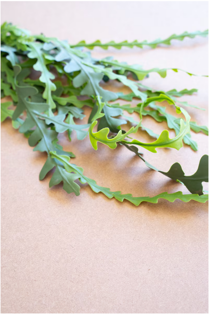 Fern Stem