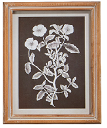 Botanical Floral Framed Print