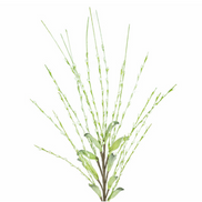 Spriggy Stem