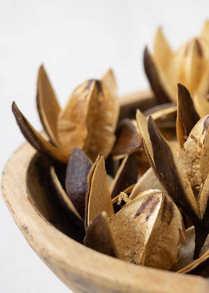 Bag of 20 Dried Lily Flower Pods