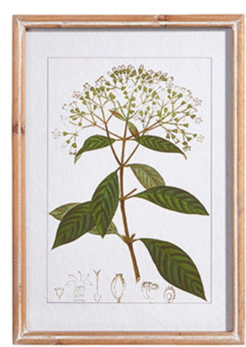 18" Botanical Framed Art