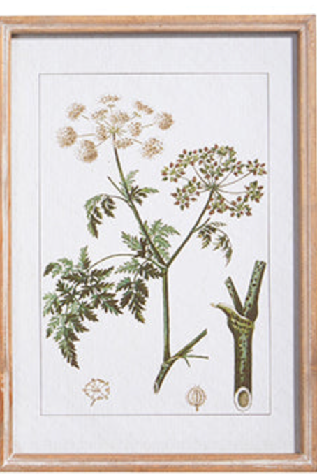 18" Botanical Framed Art